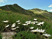 53 Bianche margherite con vista sul Pizzo Scala
